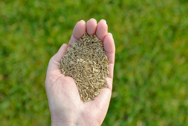 Handful of best grass seed for NJ
