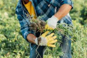 Photo of gardener removing some of the most common weeds in NJ with his gloves